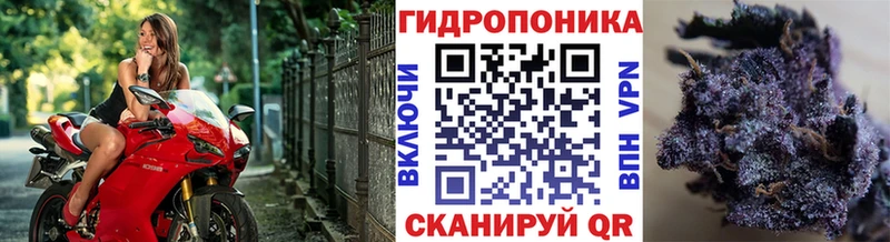 Купить закладки  Хасавюрт  Конопля планчик 